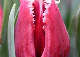 Tulipa San Pablo ® (3)